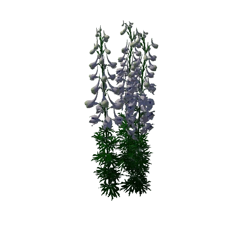 Flower Delphimum Ajacis3